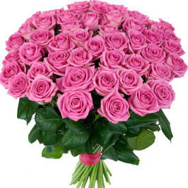 51 rosa rosa