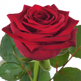 Red rose (by the stem)