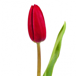 Tulipán rojo (por tallo)