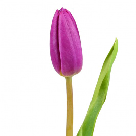 Tulipán violeta (por tallo)