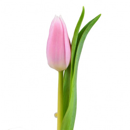 Tulipe rose (par tige)