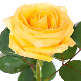 Rosa amarela (por haste)