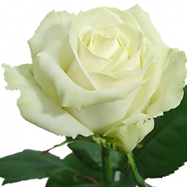 Rose blanche (à la tige)