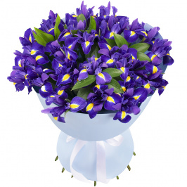 25 lirios azules