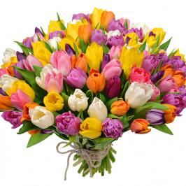 51 tulipanes multicolores