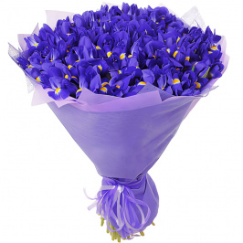 51 lirios azules