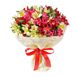 25 alstroemerias multicolores