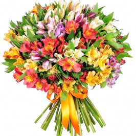 51 bunte Alstroemerien