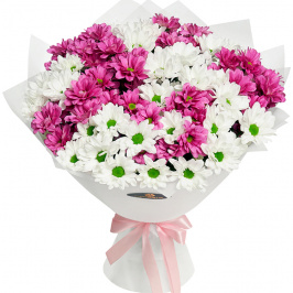 11 white and pink chrysanthemums