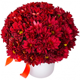 7 crisantemos rojos